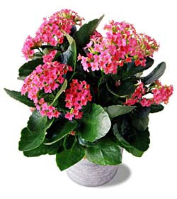 FTD Pink Kalanchoe from Clifford's where roses are our specialty
