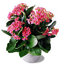 FTD Pink Kalanchoe