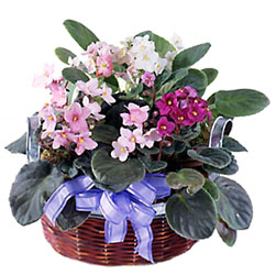FTD African Violets from Clifford's where roses are our specialty