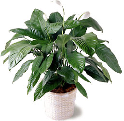  Spathiphyllum from Clifford's where roses are our specialty