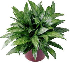FTD Chinese Evergreen from Clifford's where roses are our specialty