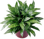 /images/ftd04white/C39-2966lg.jpg FTD Chinese Evergreen
