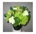 /images/orchidlg.jpg Orchids and Green