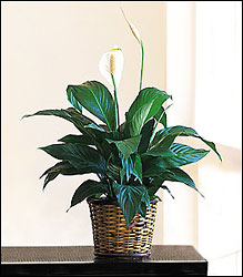 Small Spathiphyllum Plant