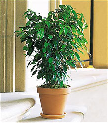 Ficus Bush