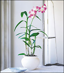 Dendrobium Orchid