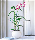 Dendrobium Orchid