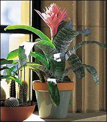 Tropical Bromeliad