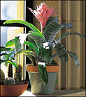 Tropical Bromeliad
