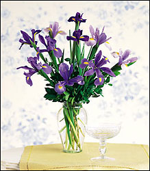 Incredible Iris
