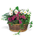 /images/telwhite03/tf127-1lg.jpg Traditional European Garden Basket