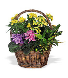 Petite European Basket from Clifford's where roses are our specialty