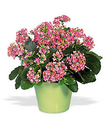Pink Kalanchoe from Clifford's where roses are our specialty