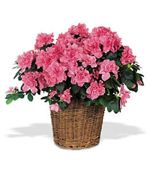 Pink Azalea from Clifford's where roses are our specialty