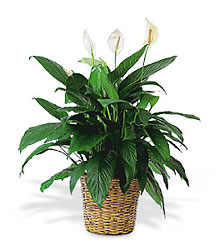 Large Spathiphyllum Plant from Clifford's where roses are our specialty