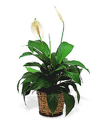 Small Spathiphyllum Plant from Clifford's where roses are our specialty