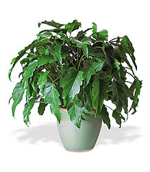 Xanadu Philodendron from Clifford's where roses are our specialty