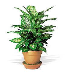 Dieffenbachia from Clifford's where roses are our specialty
