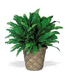 Aglaonema from Clifford's where roses are our specialty