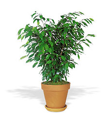 Ficus Bush from Clifford's where roses are our specialty