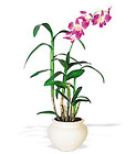 /images/telwhite03/tf140-1lg.jpg Dendrobium Orchid