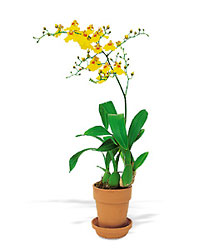 Yellow Oncidium Orchid from Clifford's where roses are our specialty