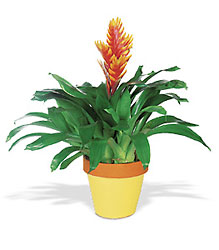 Exotic Bromeliad from Clifford's where roses are our specialty