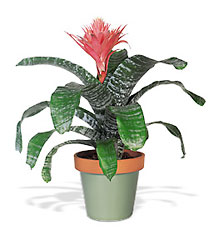 Tropical Bromeliad from Clifford's where roses are our specialty