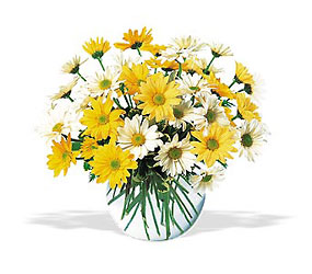 Dashing Daisies from Clifford's where roses are our specialty