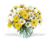 /images/telwhite03/tf23-3lg.jpg Dashing Daisies