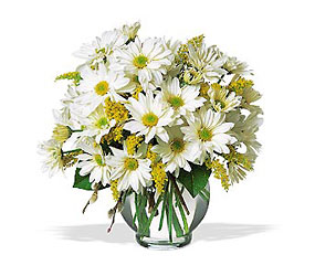 Daisy Cheer from Clifford's where roses are our specialty