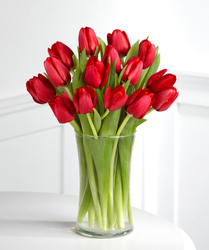Red Tulips from Clifford's where roses are our specialty