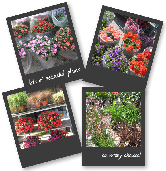 Greenhouse Specials at Clifford's Flowers