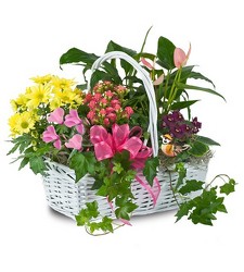 Sweet Bird Garden from Clifford's where roses are our specialty
