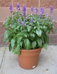 Salvia from Clifford's where roses are our specialty