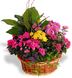 Butterfly Gardens from Clifford's where roses are our specialty
