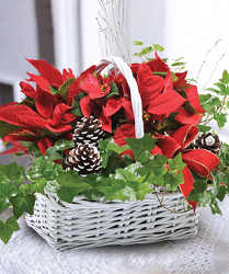 Poinsettia Plant Basket from Clifford's where roses are our specialty