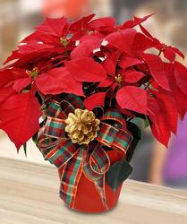 Poinsettia Plants from Clifford's where roses are our specialty