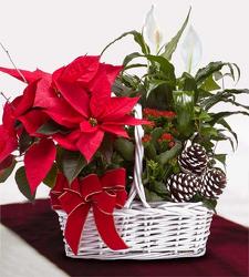 Poinsettia Garden Basket from Clifford's where roses are our specialty