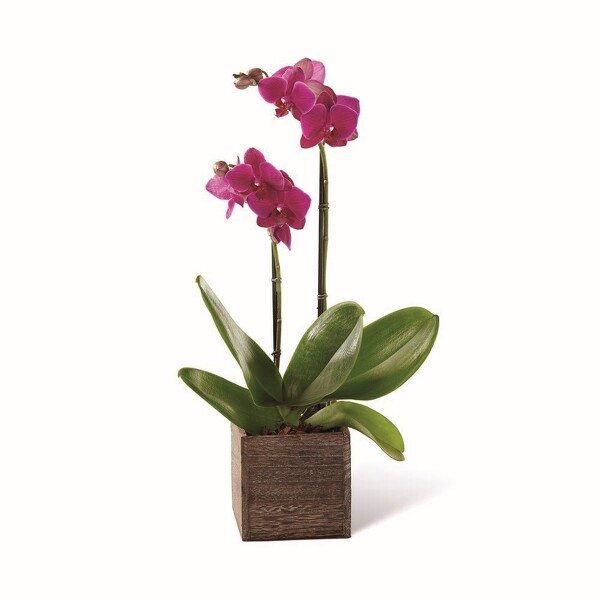 Purple Orchid Plant from Clifford's where roses are our specialty