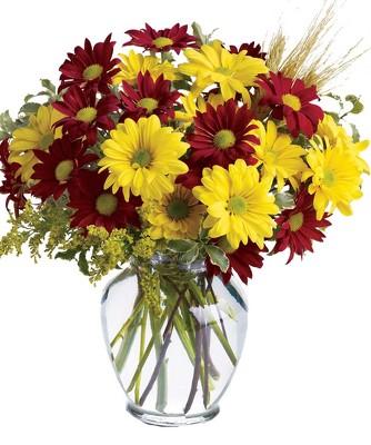Fall For Daisies from Clifford's where roses are our specialty