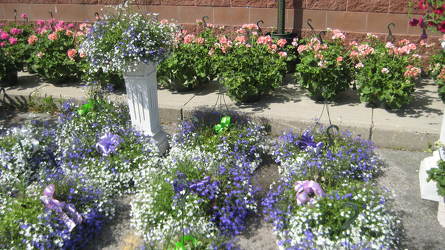 Flowering Hanging Plants from Clifford's where roses are our specialty