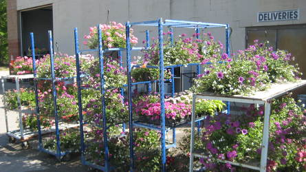 Annuals & Flowering Hanging Plants from Clifford's where roses are our specialty