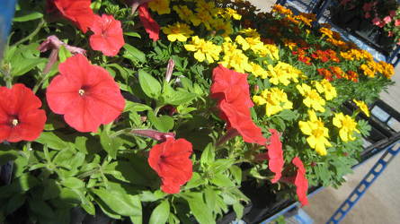 Annuals Sale - Petunias, Marigolds, Impatiens, Geraniums from Clifford's where roses are our specialty