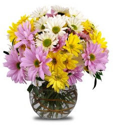 Daisy Delight from Clifford's where roses are our specialty