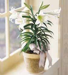 Easter Lily Plants from Clifford's where roses are our specialty