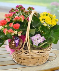 Sweet Bird Garden from Clifford's where roses are our specialty