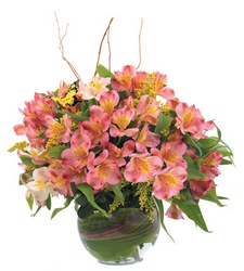 Spring Meadow from Clifford's where roses are our specialty