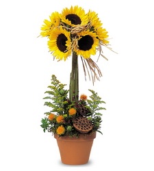 Sweet Sunflower Topiary from Clifford's where roses are our specialty