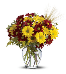 Dramatic Daisies from Clifford's where roses are our specialty